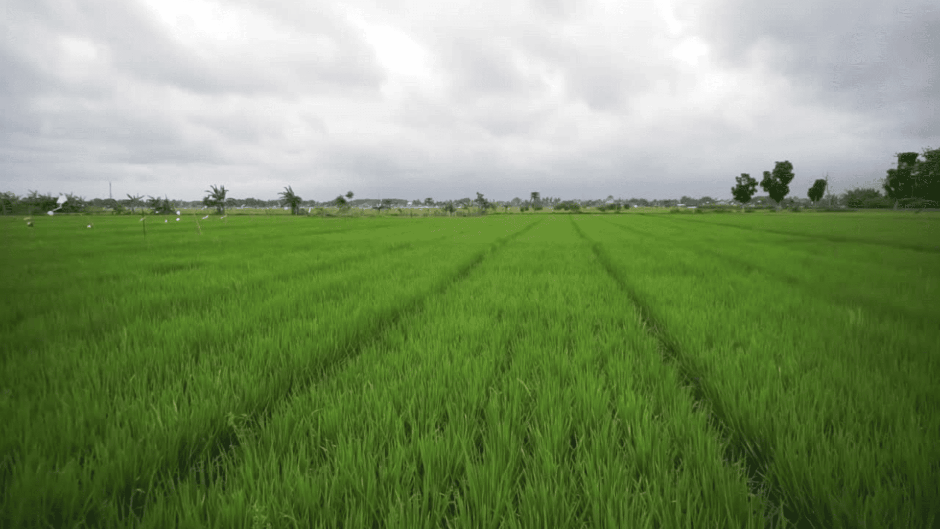 ขอเชิญชมผลการดำเนินงาน ศูนย์เรียนรู้ฯ โคก หนอง นา เจริญเทพ หมู่3 บ้านนาจะลา ตำบลเสริมซ้าย อำเภอเสริมงาม จังหวัดลำปาง
